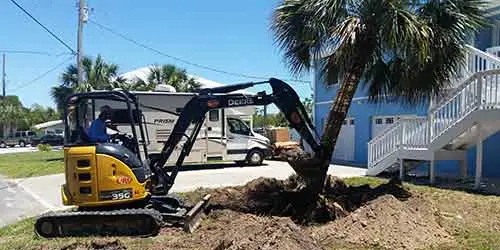 Brooksville, FL homeowner having a palm tree removed from their landscaping.